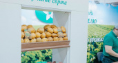 На картофельную выставку в Чувашию привезут картошку из 15 регионов
