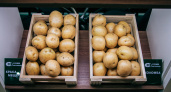 На весенние ярмарки в Чувашии завезут еще больше семенного картофеля