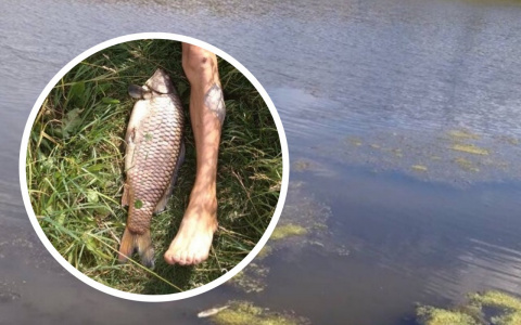 В Чебоксарском районе массово гибнет речная рыба