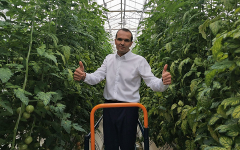 Игнатьев оценил спеющие помидоры в новых теплицах под Новочебоксарском
