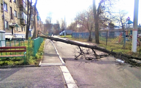 Шквалистый ветер повалил дерево на детскую площадку