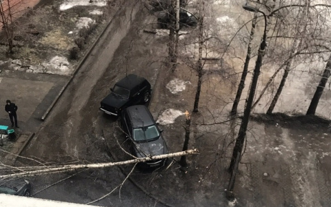 Обледеневшее дерево рухнуло на автомобиль в чебоксарском дворе