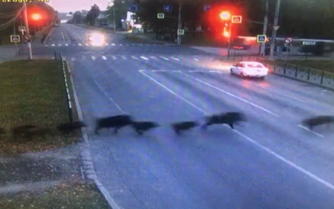 "Метнулись кабанчиком": около 30 перебегающих дорогу диких животных попали на видео