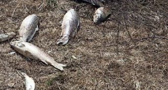 В Чувашии прокуратура рассматривает версии массовой гибели рыбы в Цивильском районе